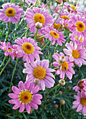 Blütenmakro: Argyranthemum Daisy Crazy 'Pink'