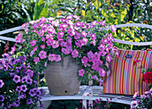 Petunia Easy Wave 'Pink', Calimero 'Blue Vein' (Petunien)