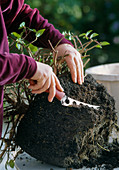 Cut back the hanging fuchsia in spring and repot