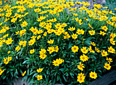 Coreopsis lanceolata 'Sterntaler' (Girl's Eye)