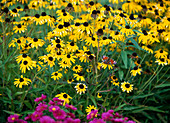 Rudbeckia fulgida 'Goldsturm' (coneflower)