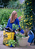 Planting tubs with chrysanthemums and autumn magic (1/3)