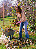 Collect leaves in wheelbarrow