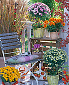 Chrysanthemum balcony