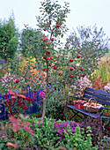 Malus 'Rewena' (apple), aster, chrysanthemum