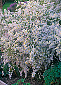 Aster ericoides 'Snow Fir' (September herb)