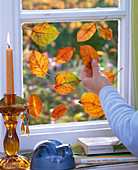 Sticking leaves to the window (1/2)