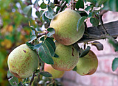 Pyrus 'Vereinsdechant' (pears) on the branch