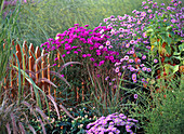 Aster 'Karminkuppel' Barr's Pink '(Glattblatt-Astern)