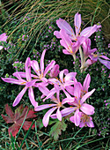 Flowering meadow saffron