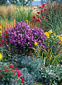 Autumn bed by the fence with purple perennials