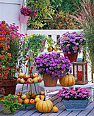 Autumn, balcony, pink, purple, pink, berries, fruits