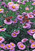 Schmetterling : Inachis io (Tagpfauenaugen) auf Asternblüten