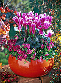 Autumn Bowls Pots Cyclamen Viola