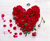 Herz aus Rosa (Rosen, rot) auf Holz, Blütenblätter