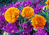 Blossoms of Calendula (marigold) between Aster (asters)