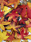 Laub von Liquidambar (Amberbaum) in Herbstfärbung