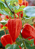 Physalis franchetii (Lampionblumen)