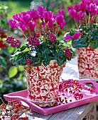 Cyclamen persicum (Alpenveilchen, pink), dekoriert mit Callicarpa