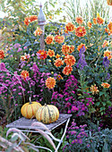 Dahlia 'Garden Festival', Aster novi-belgii