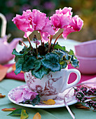 Cyclamen persicum (Alpenveilchen) in rosa mit gekrausten Blüten in Tasse