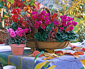 Cyclamen persicum (Alpenveilchen) in flachem Korb und Topf