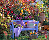 Hellblaue Holzbank mit Kissen und Decke vor Herbstbeet