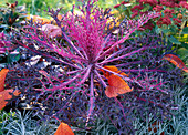 Brassica (ornamental cabbage) with fringed leaves