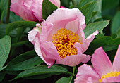 Blüte von Paeonia Hybride 'Maimorgen' (Pfingstrose), Blütezeit Mai