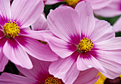 Blüten von Cosmos bipinnatus Sonata 'Pink' (Schmuckkörbchen), rosa mit pinkem Auge