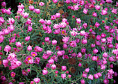 Aster novae-angliae 'Barr's Pink' (Raublattaster)
