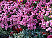 Chrysanthemum indicum 'Schweizerland' (Chrysantheme)