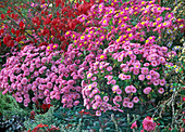 Chrysanthemum indicum 'Schweizerland' (Chrysanthemum)
