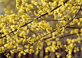 Cornus mas (Kornelkirsche), Zweige mit Blüten