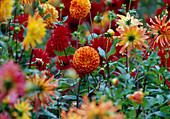 Verschiedene Dahlia (Dahlien)