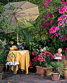 Tuscany balcony: Nerium (oleander), bougainvillea, citrus, palms