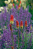 Kniphofia (Torch lily) in front of Nepeta (Catmint)