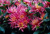 Dahlia 'Flamingo' (semi-cactus dahlia)