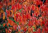 Prunus sargentii (mountain cherry), foliage in autumn colours