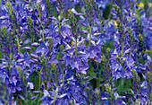 Veronica teucrium (Large speedwell, tufted speedwell)