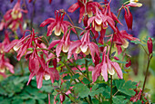 Aquilegia (Akelei)