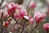 Magnolia soulangiana (Tulip magnolia)