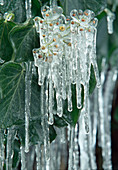 Icicles on fruits of Hedera (ivy)
