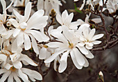 Flowers of Magnolia stellata (Star magnolia)