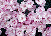 Blüten von Dianthus gratianopolitanus (Pfingstnelke)