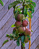 Malus Ballerina 'Polka' (Säulenapfel)