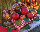 Malus 'Topaz' (Äpfel) in mit rot - weißem Küchentuch ausgelegtem Spankorb