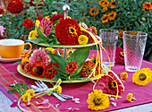 Blüten von Zinnia (Zinnien) auf Etagere und auf Tisch mit roter Tischdecke