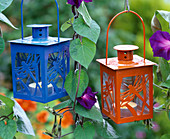 Blaue und orange Laterne in Ipomoea (Prunkwinde)