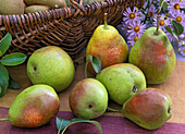 Pyrus 'Gute Luise', leaves, in the background Aster